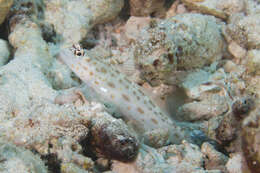 Image of Gold-specked prawn-goby