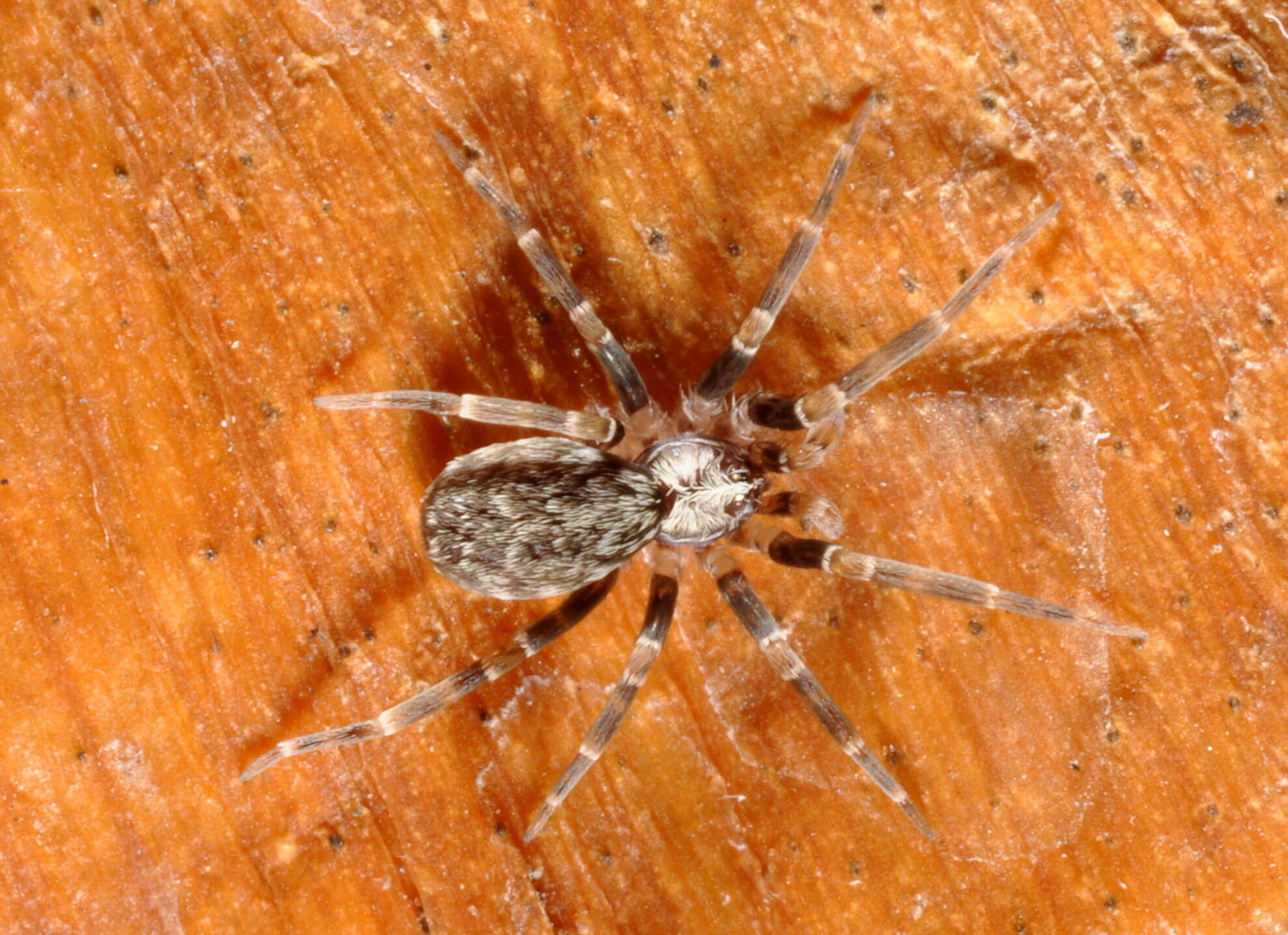 Image of Filistatinella kahloae Magalhaes & Ramírez 2017