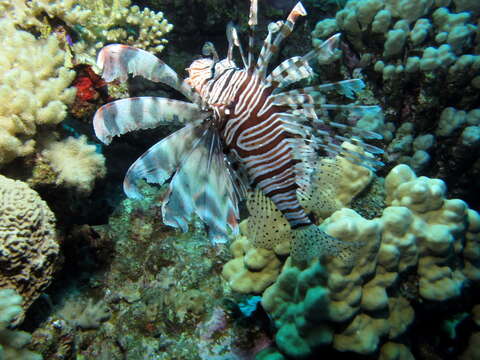 Image of Red lionfish