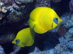 Image of Addis Butterflyfish