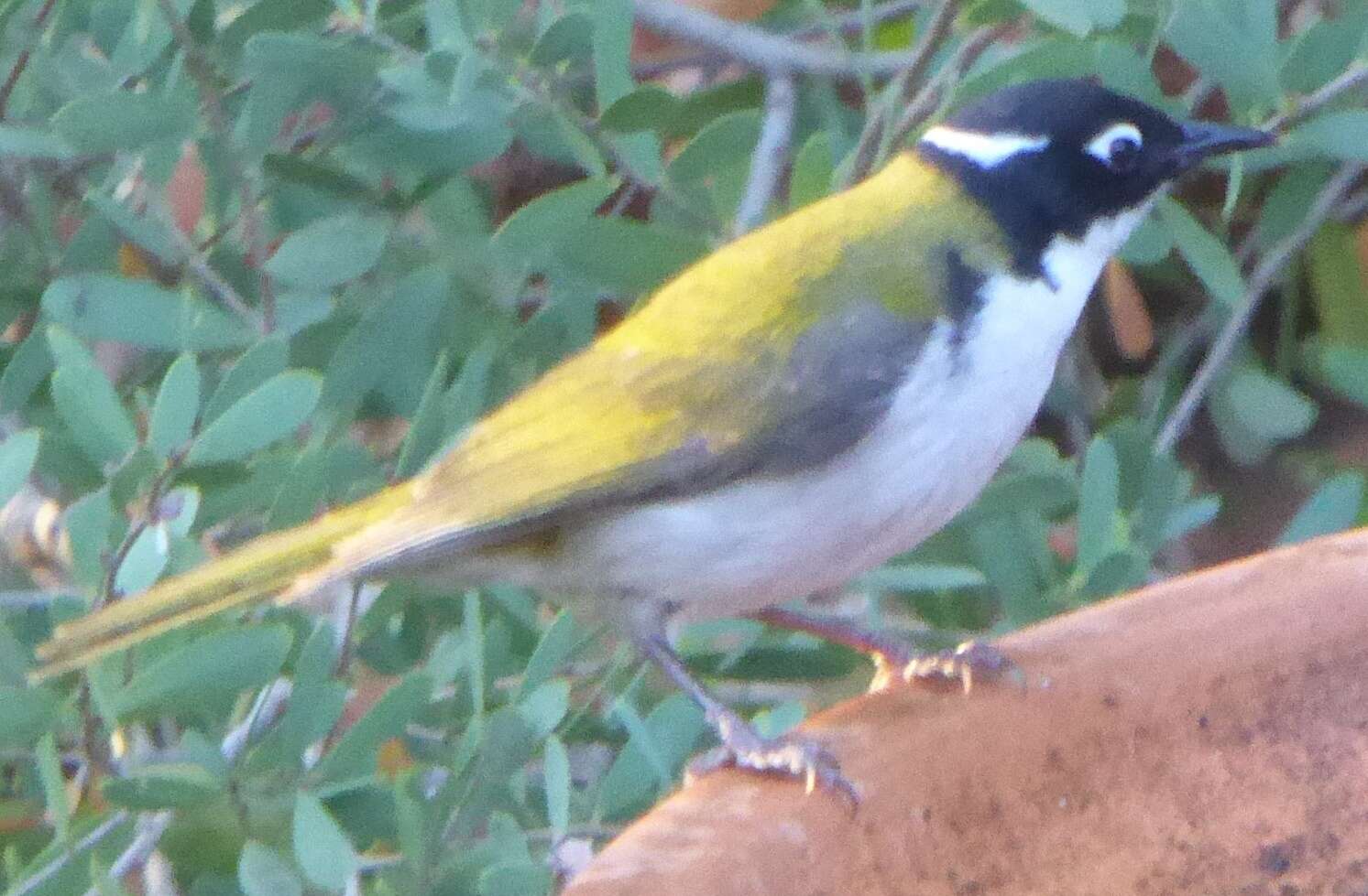 Image of Gilbert's Honeyeater