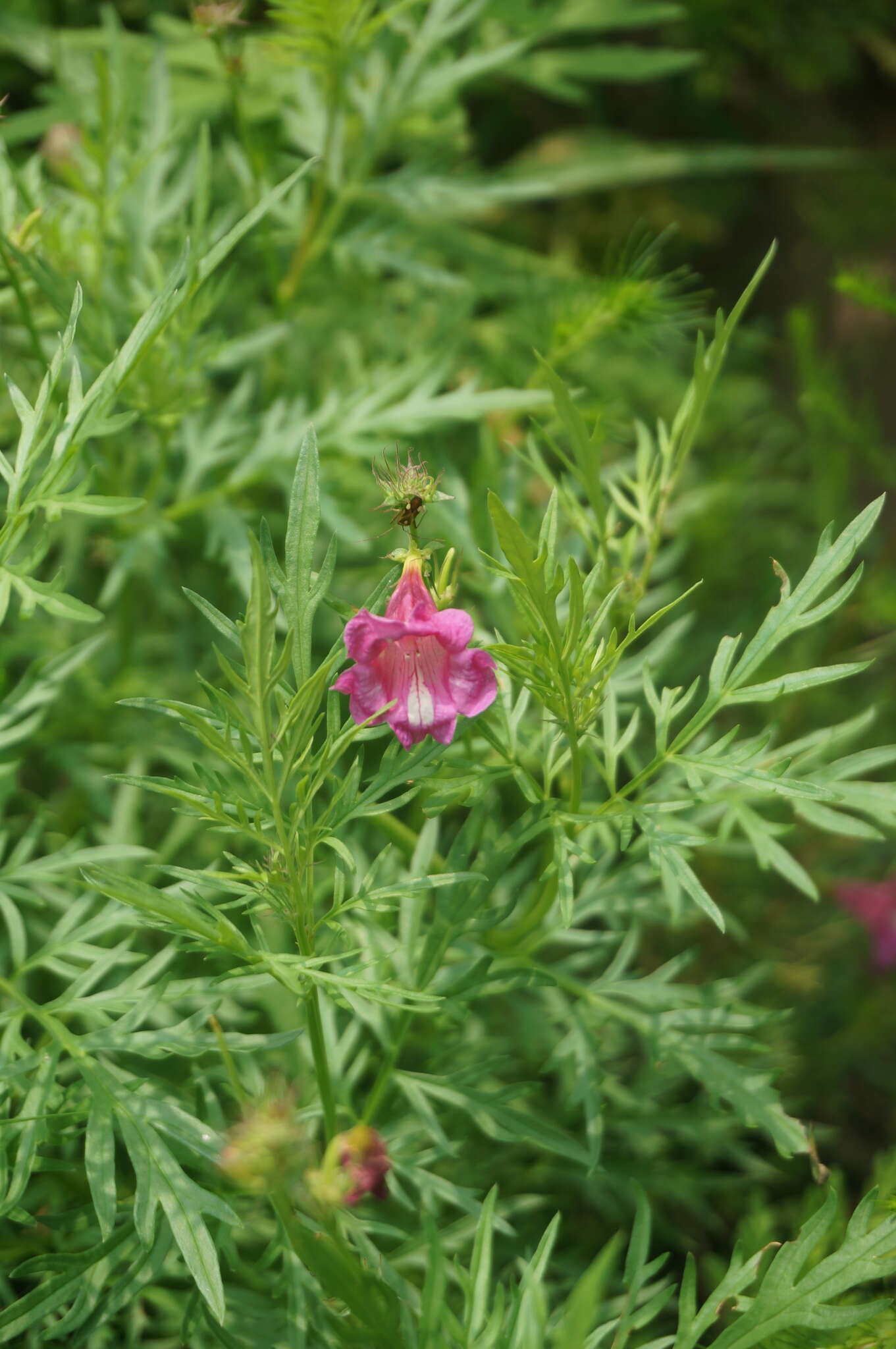 Image of Incarvillea sinensis Lam.