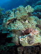 Image of Red lionfish