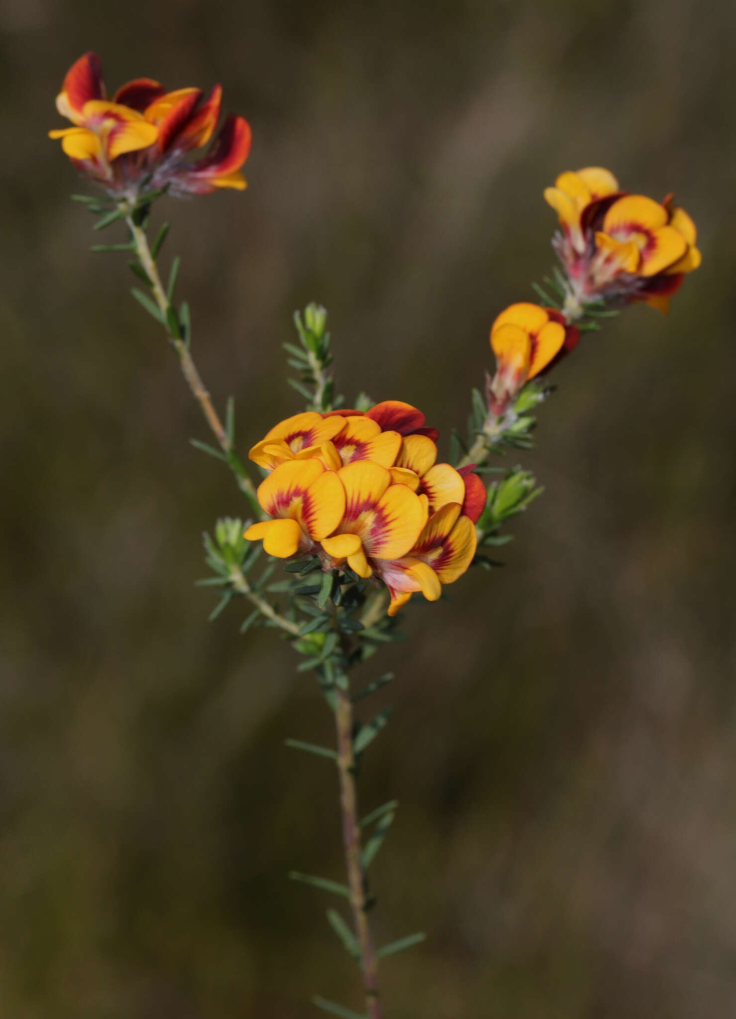 Image of Almaleea cambagei (Maiden & Betcke) Crisp & P. H. Weston