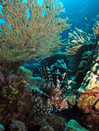 Image of Red lionfish