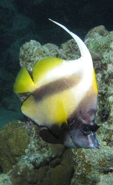 Image of Red Sea Bannerfish