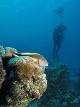 Image of Blackside Hawkfish