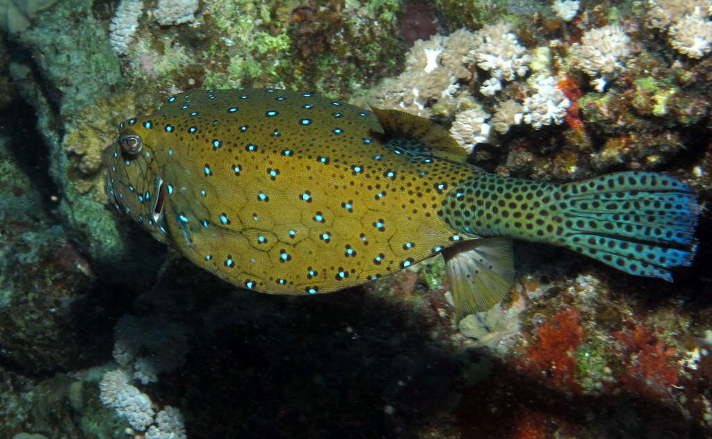 Image of Yellow boxfish