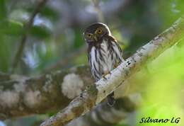 Image of Central American Pygmy Owl