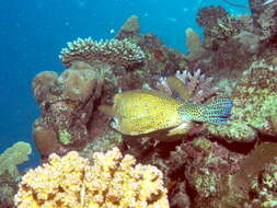 Image of Yellow boxfish