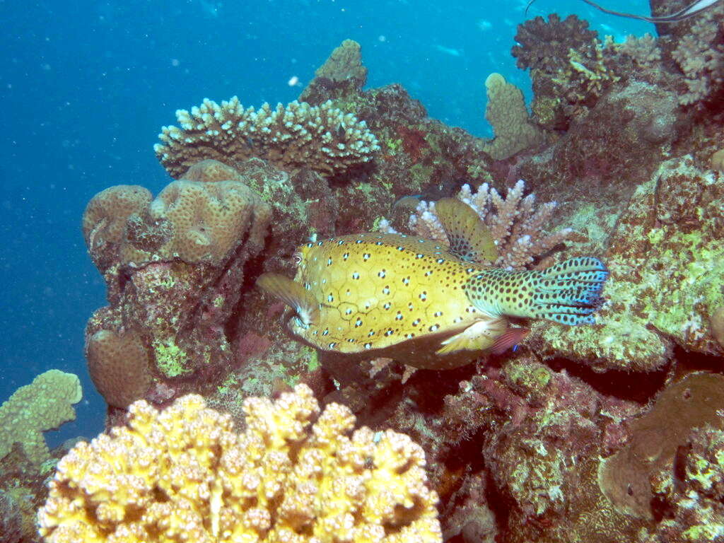 Image of Yellow boxfish