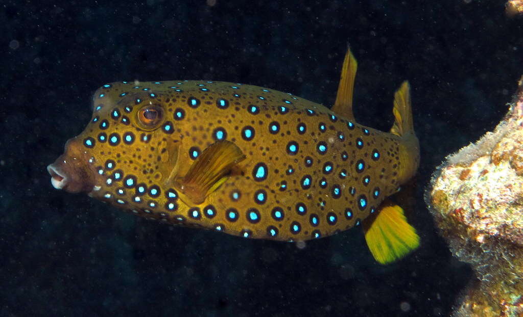 Image of Yellow boxfish