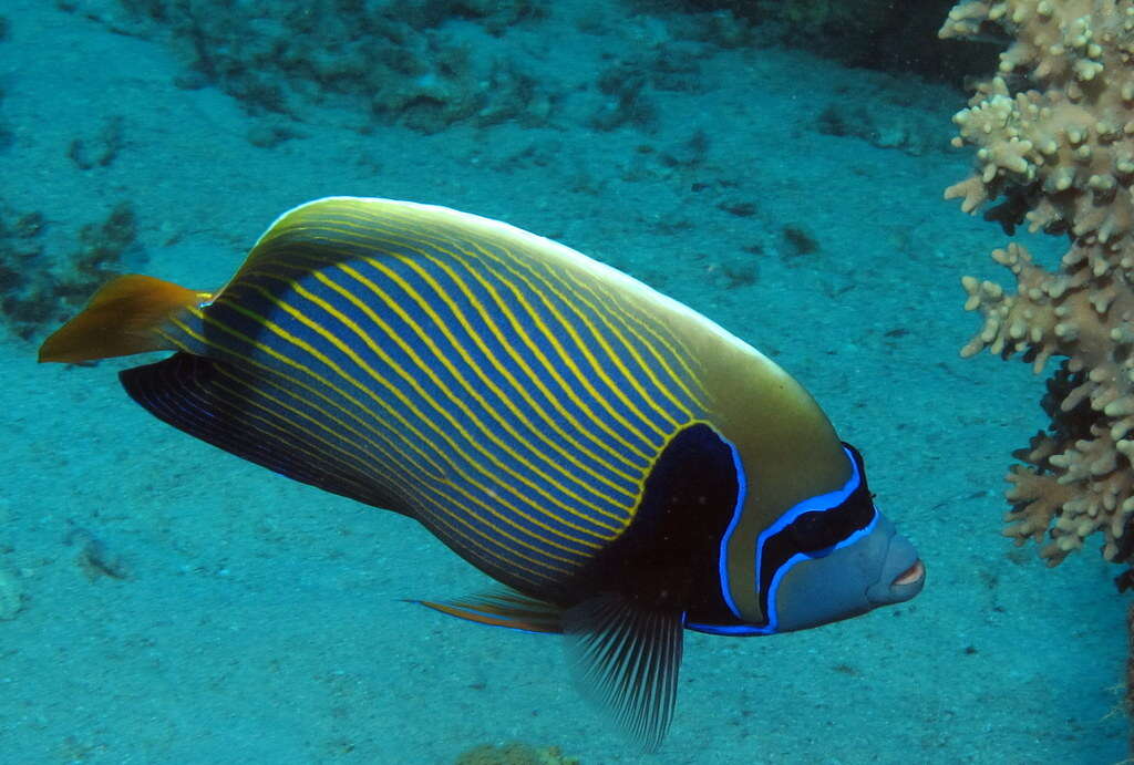 Image of Angelfish