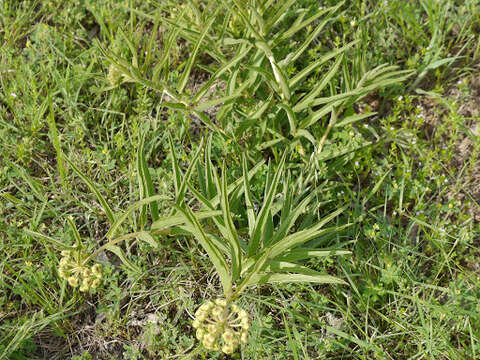 Image of spider milkweed