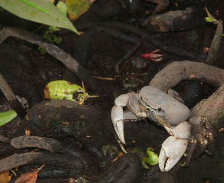 Image of Christmas Island Blue Crab