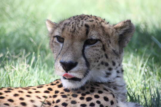 Image of Namibian cheetah