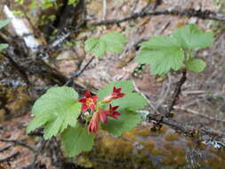 Слика од Ribes madrense Coville & Rose