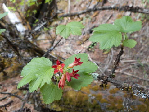 Слика од Ribes madrense Coville & Rose