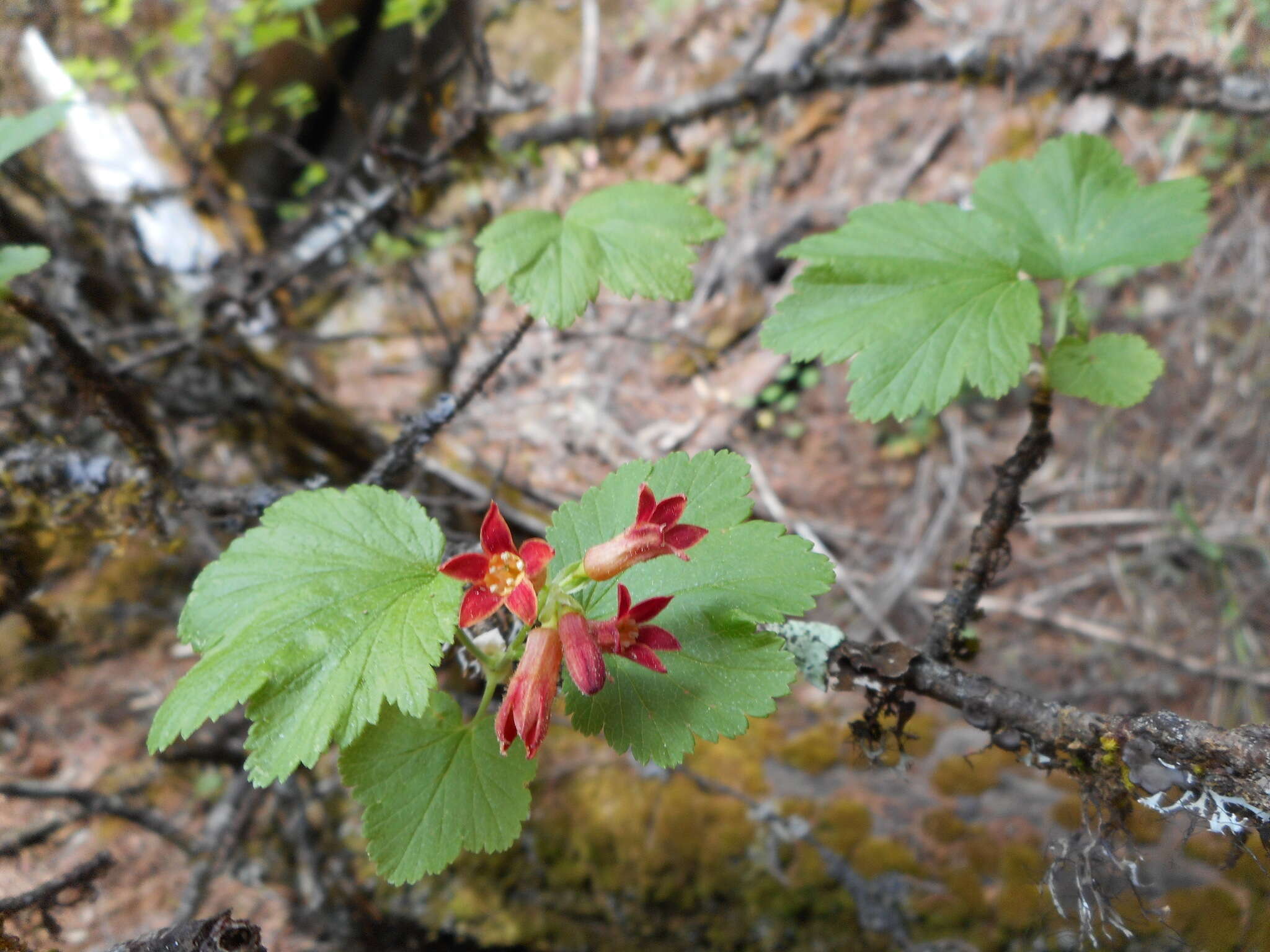 Слика од Ribes madrense Coville & Rose