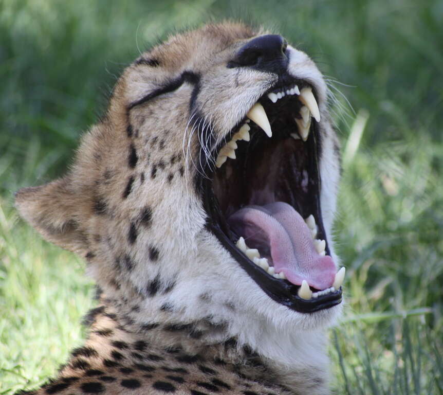 Image of Namibian cheetah