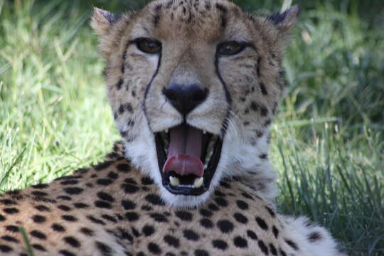 Image of Namibian cheetah