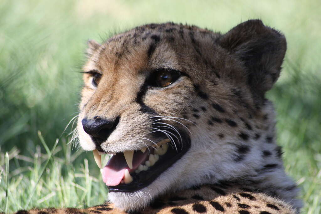 Image of Namibian cheetah