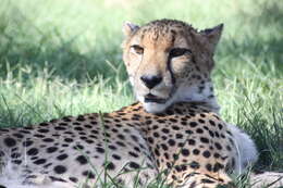 Image of Namibian cheetah