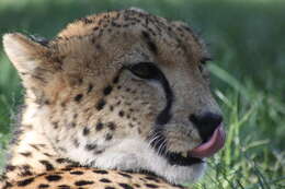 Image of Namibian cheetah