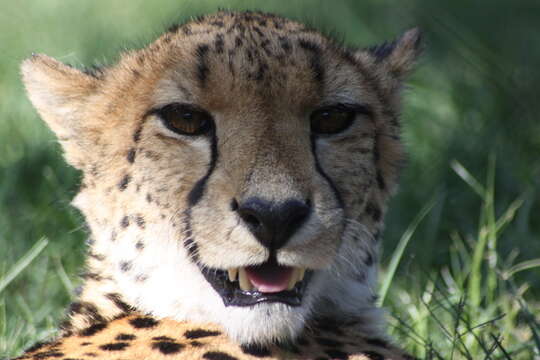 Image of Namibian cheetah