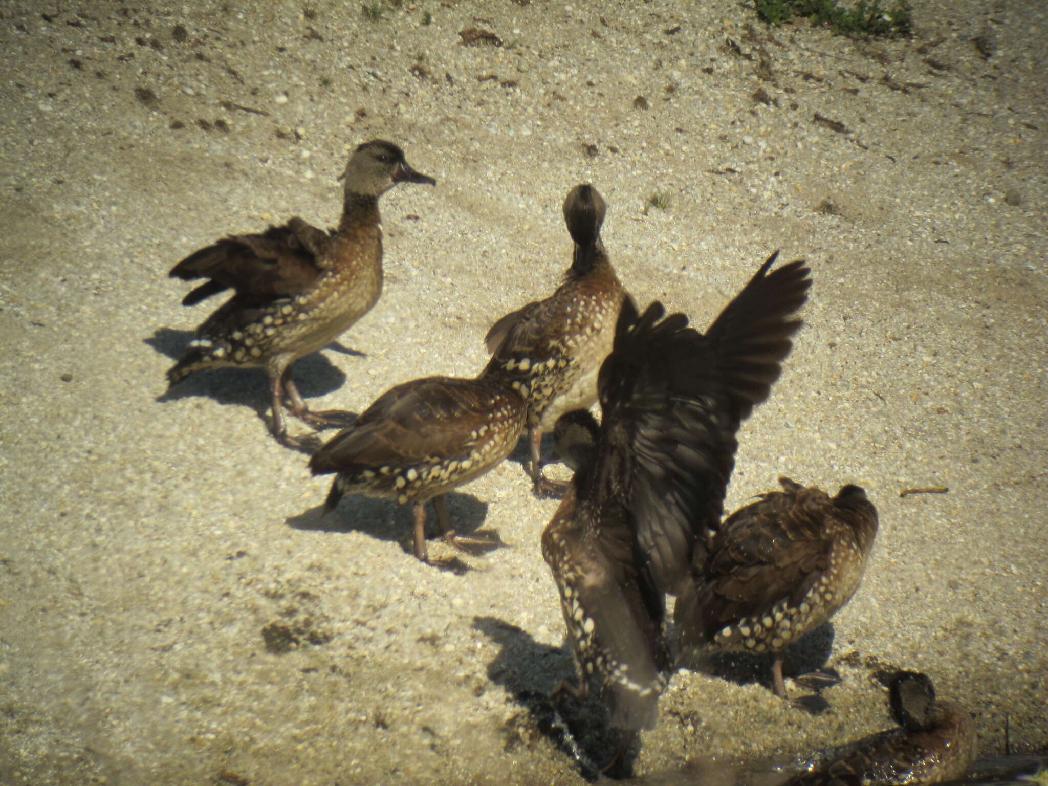 Image of Spotted Whistling Duck