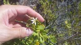 Image de Scaevola kilaueae Degener