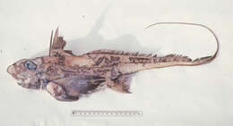 Image of Hydrolagus marmoratus Didier 2008