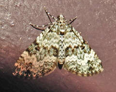 Image of Double-banded Carpet