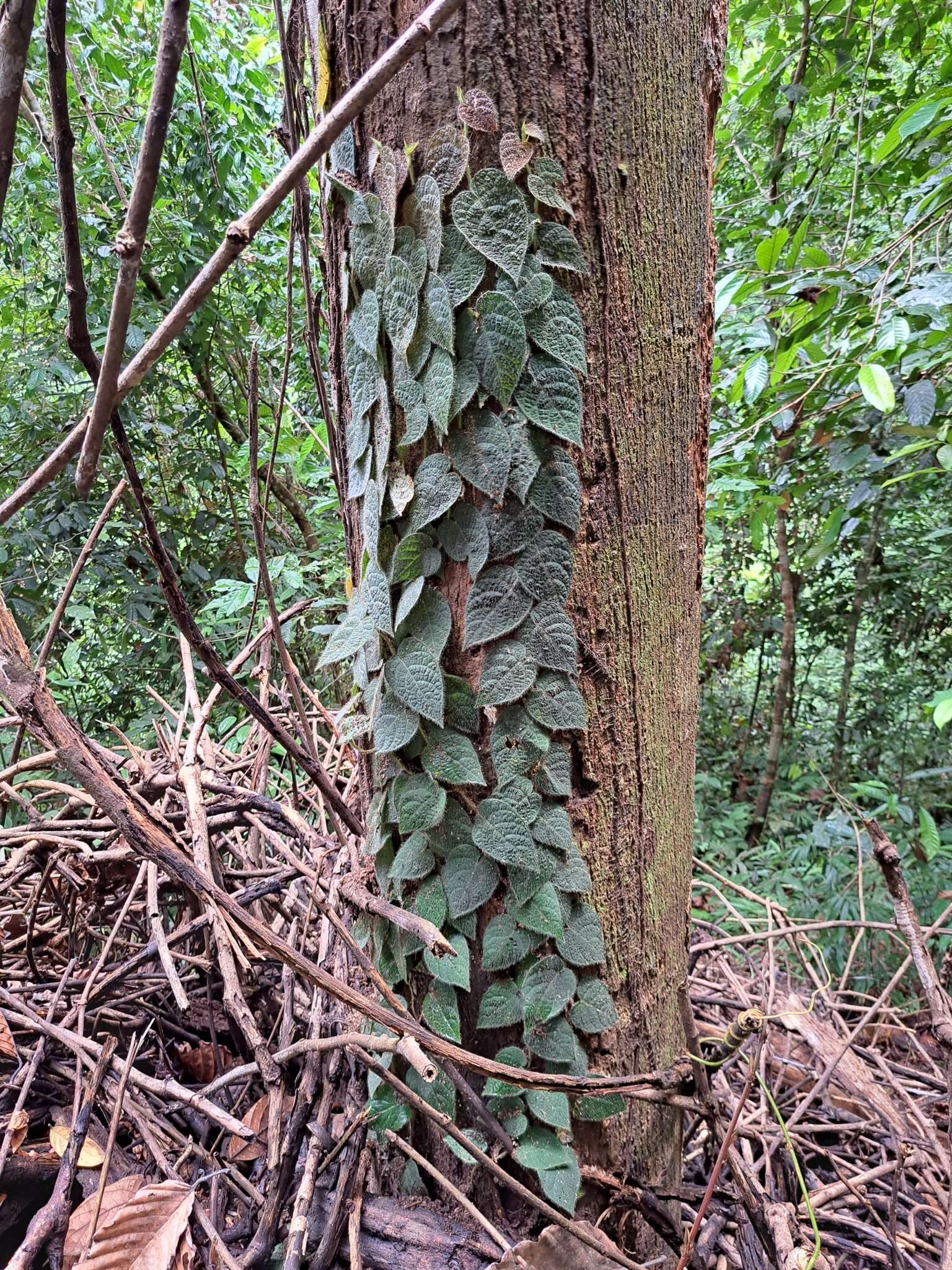 Image de Ficus villosa Bl.