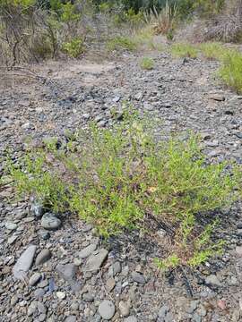 Image of Oregon False Golden-Aster