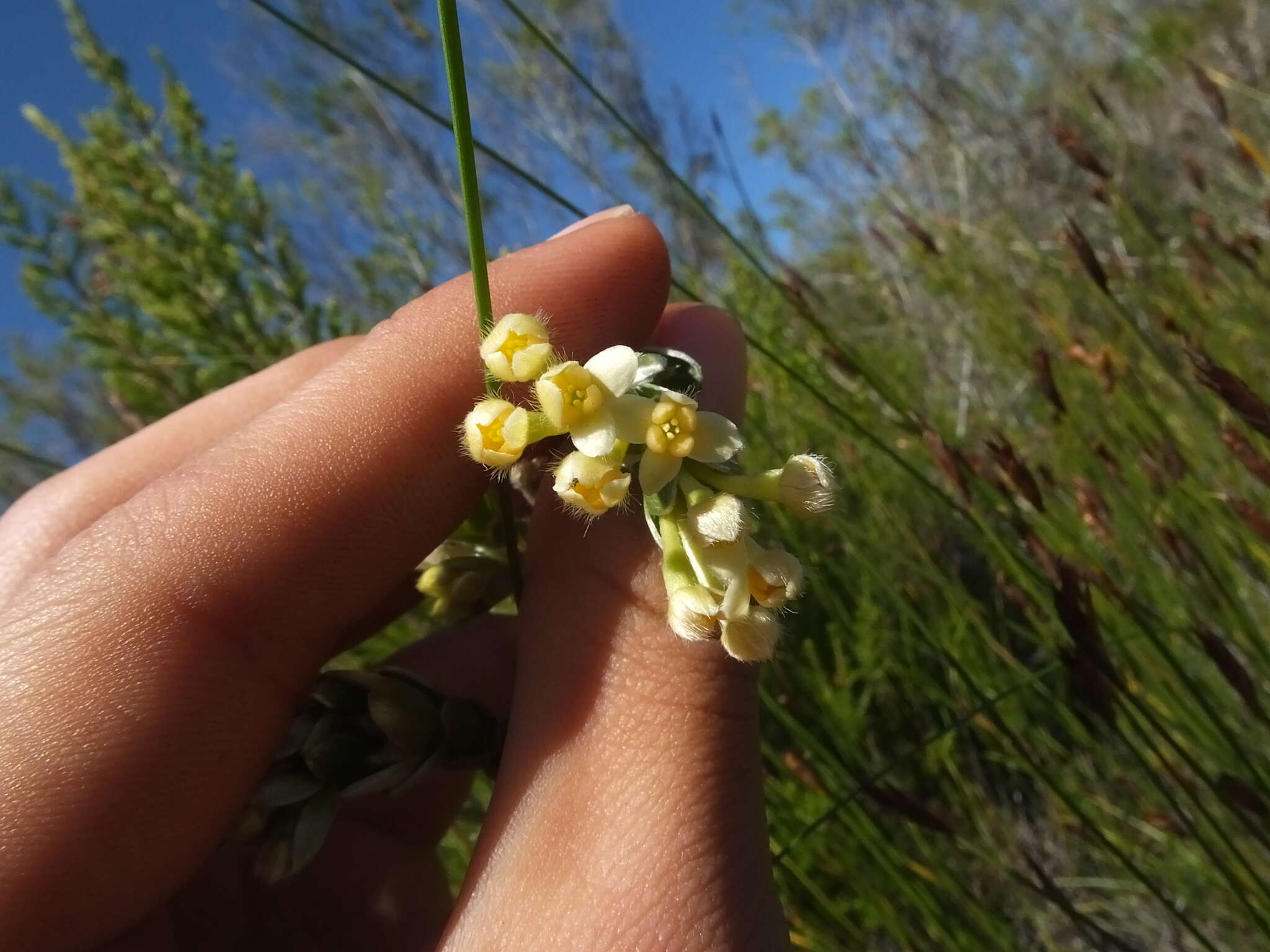 صورة Gnidia chrysophylla Meissn.