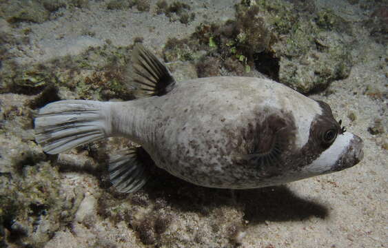 Image of Masked Puffer