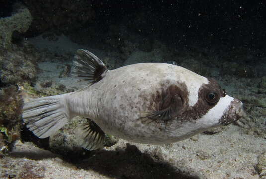 Image of Masked Puffer