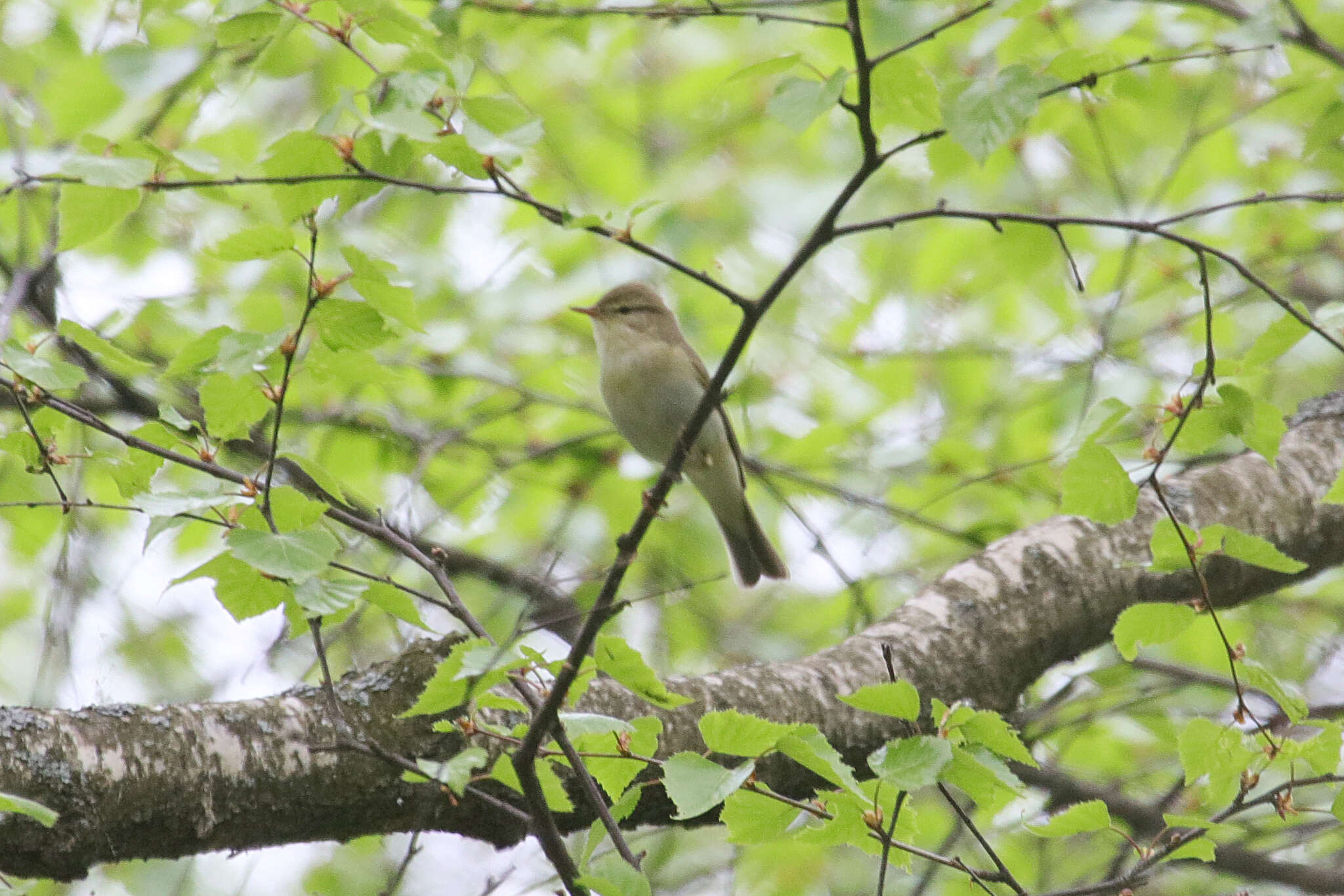 Imagem de Phylloscopus trochiloides (Sundevall 1837)