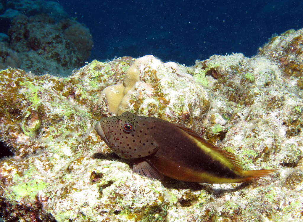 Image of Blackside Hawkfish