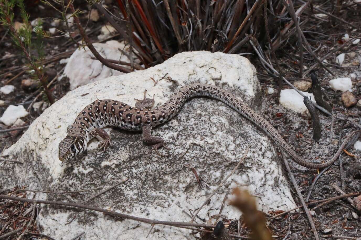 Image of Spotted Sandveld Lizard