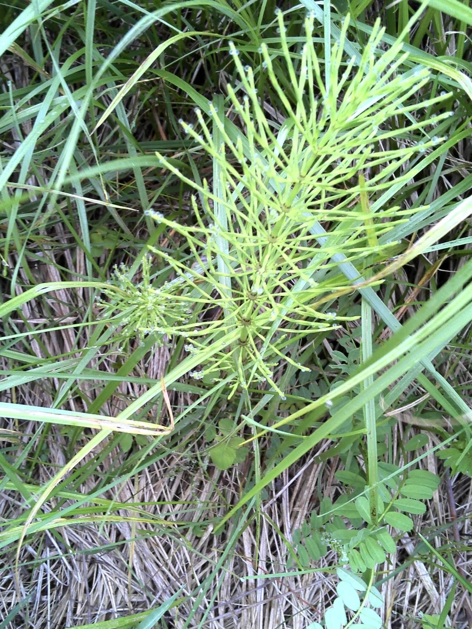 Image of field horsetail