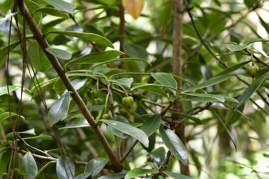 Image of Ternstroemia lineata subsp. chalicophila (Loes.) B. Bartholomew