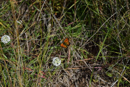 Image of Lycaena salustius (Fabricius 1793)