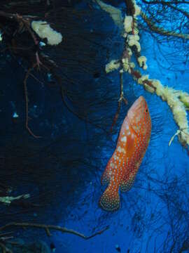 Image of Coral Hind