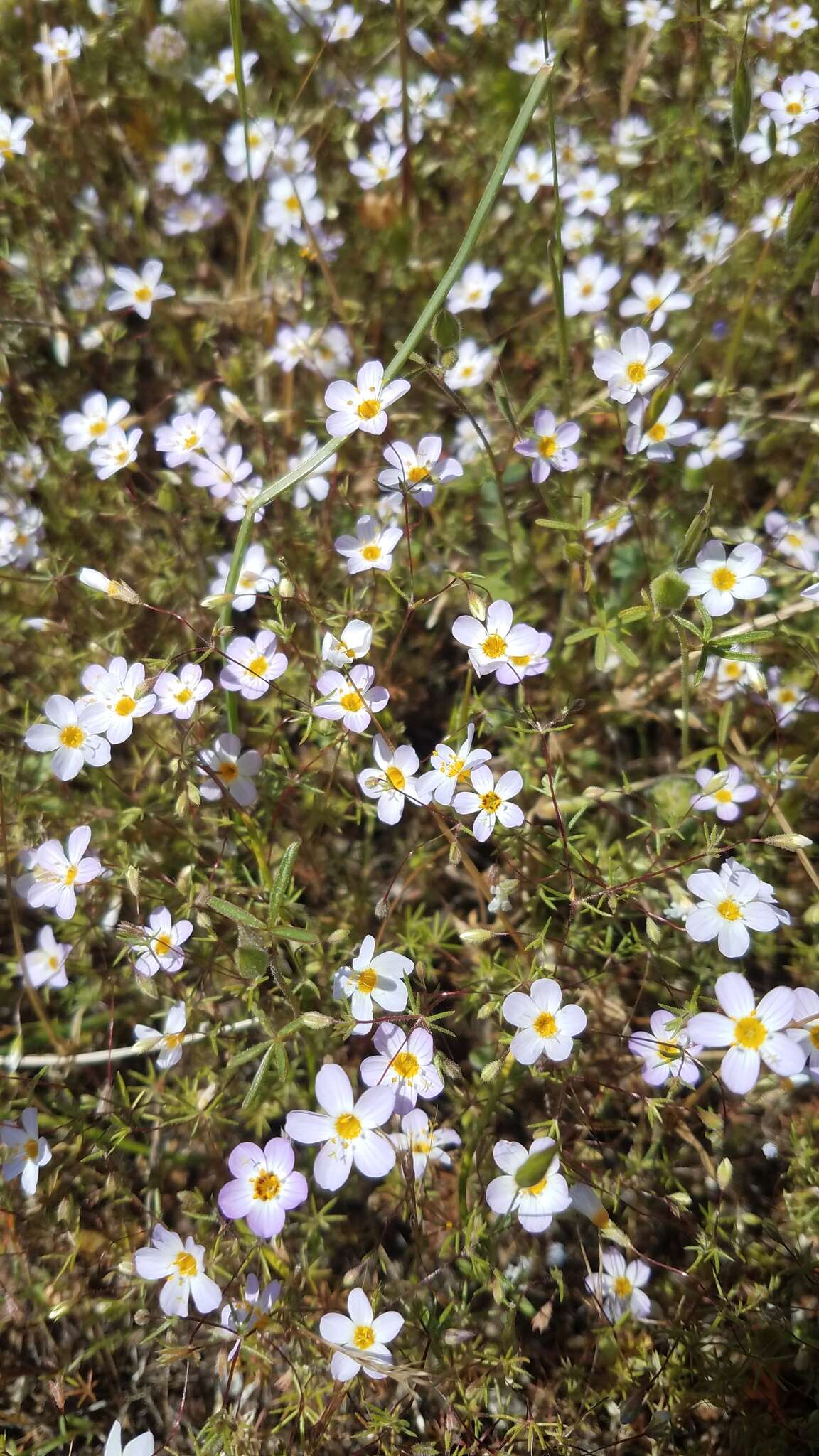 Image of thread linanthus