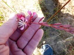 Oenothera suffrutescens (Ser.) W. L. Wagner & Hoch resmi