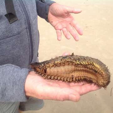 Image of Southern sea mouse