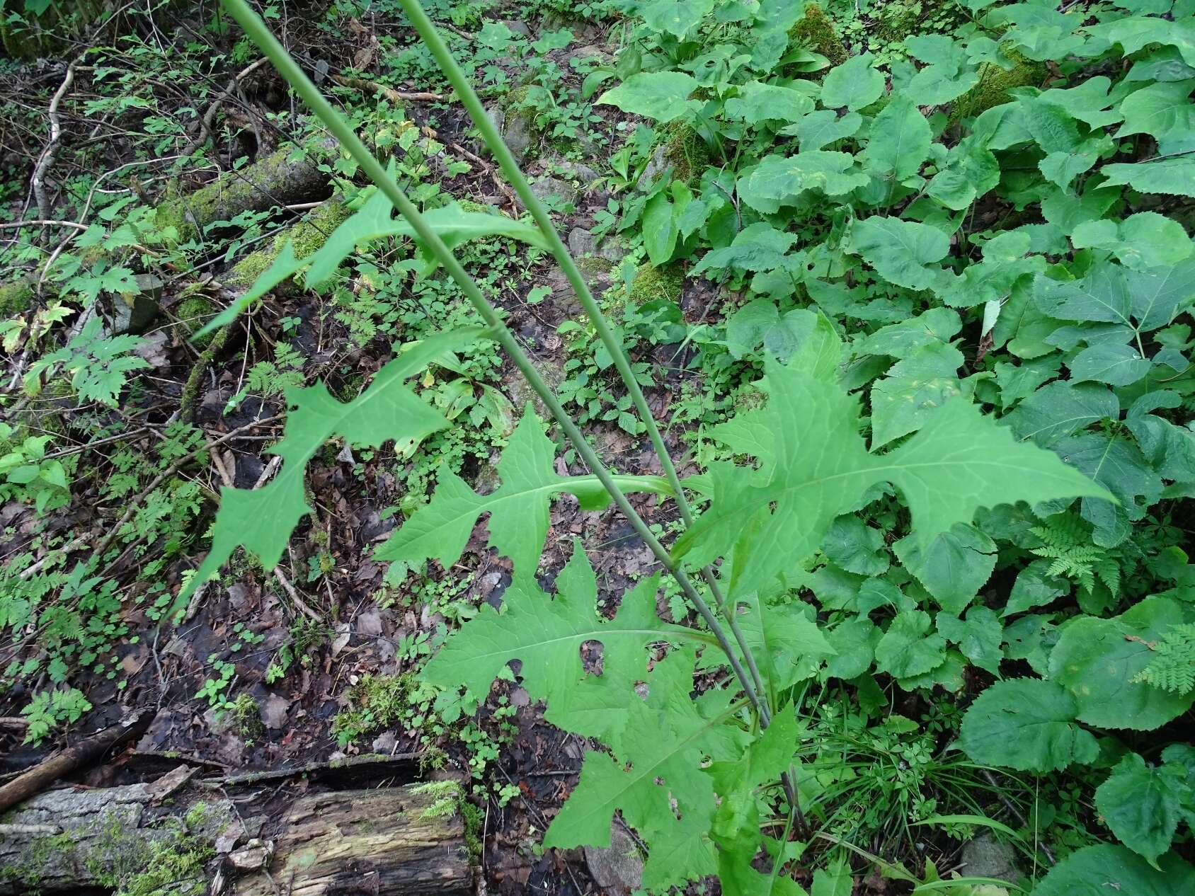 Image of tall blue lettuce