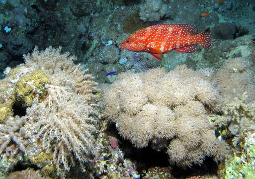 Image of Coral Hind